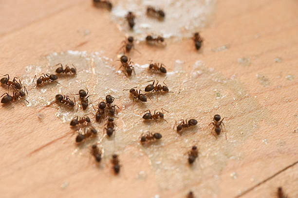 Best Spider Control Near Me  in Pembroke, GA