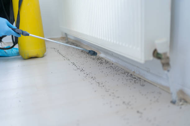 Best Mosquito Control Services  in Pembroke, GA