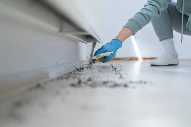 Best Local Pest Control Services  in Pembroke, GA